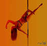 Dance classes for adults near me UK Northumbria Pole Fitness Studio in Ashington in Ashington